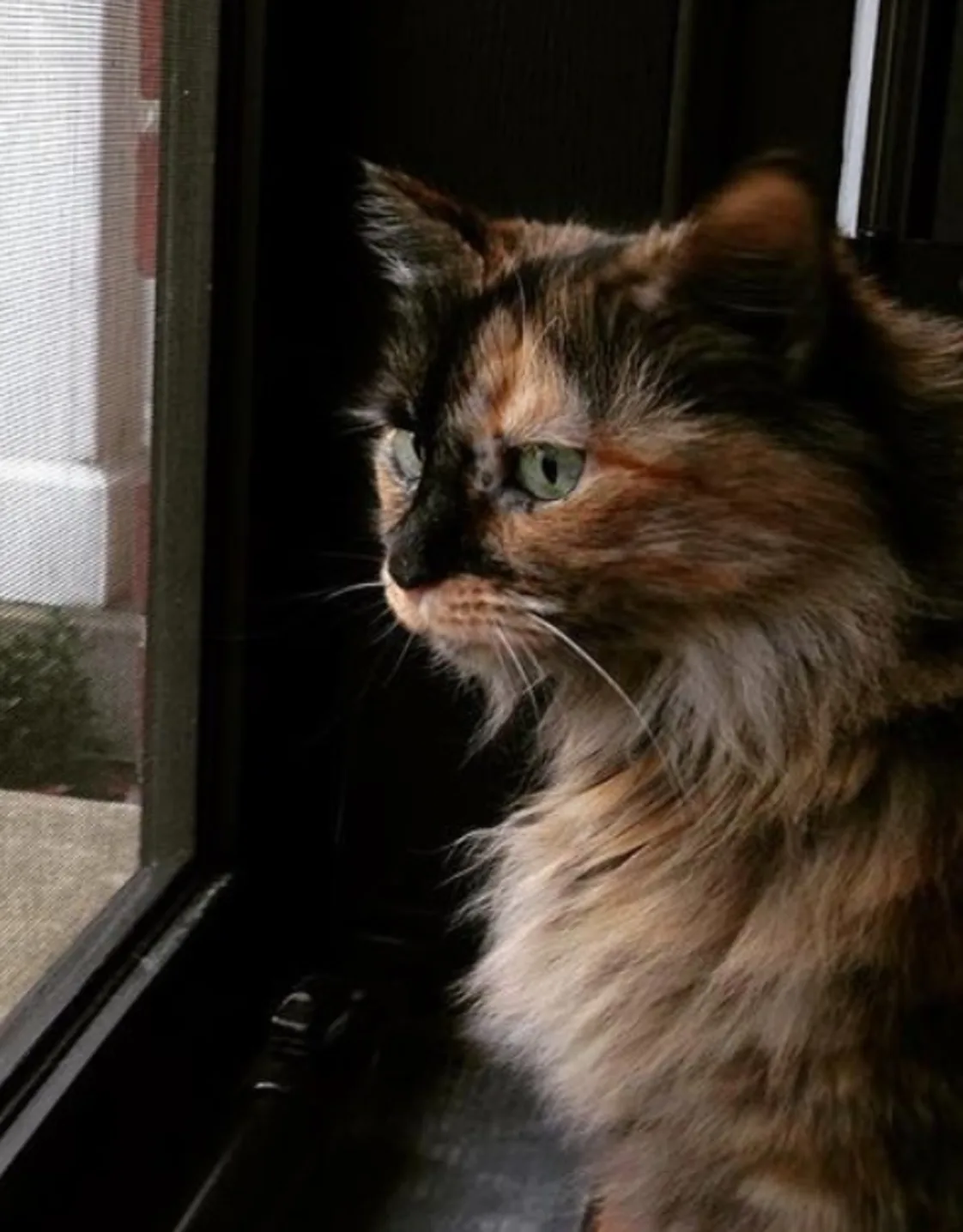 Penelope Lohrer Penelope Lohrer