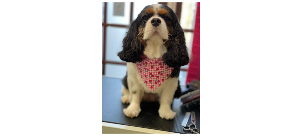 Dog with pink bandana