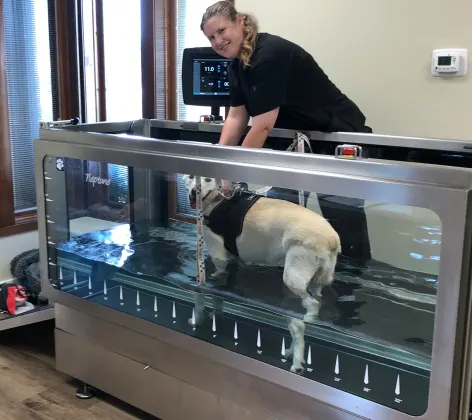 A dog receiving hydrotherapy at Airline Animal Health & Surgery Center