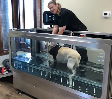 A dog receiving hydrotherapy at Airline Animal Health & Surgery Center