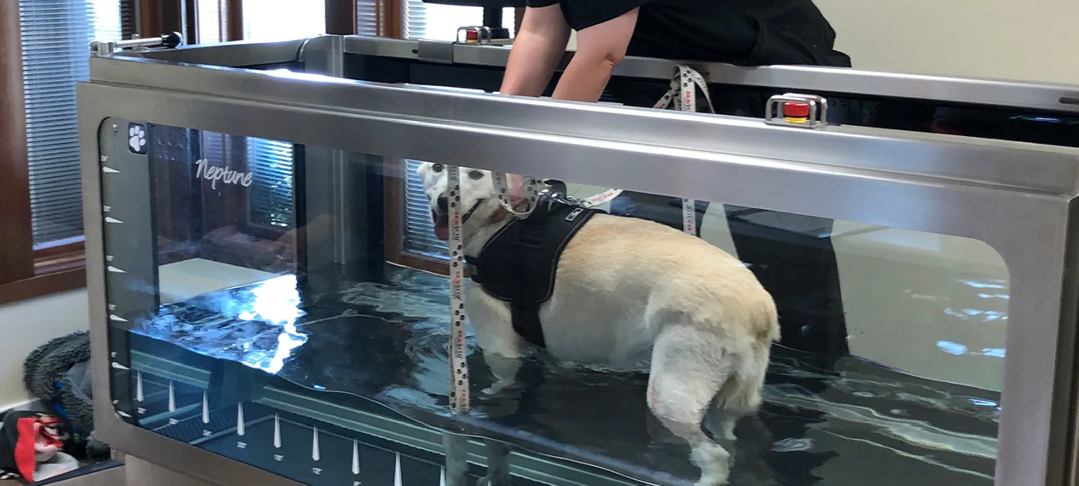 A dog receiving hydrotherapy at Airline Animal Health & Surgery Center A dog receiving hydrotherapy at Airline Animal Health & Surgery Center