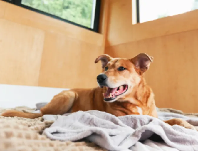 Dog Resting on a Blanket