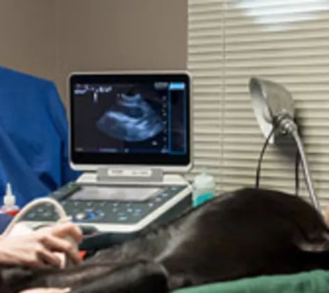 Veterinarian and staff members are in the medical room examining a dog patient.