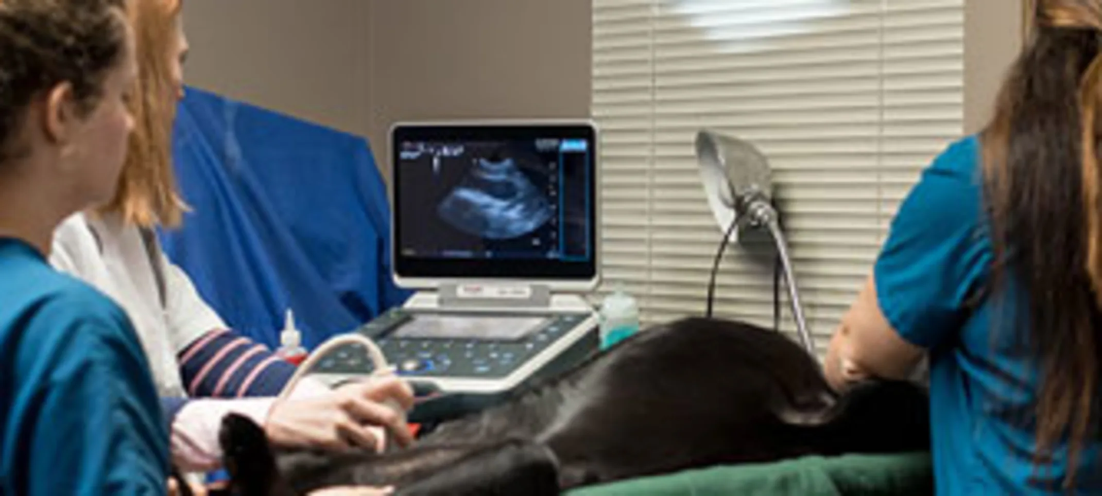 Veterinarian and staff members are in the medical room examining a dog patient.