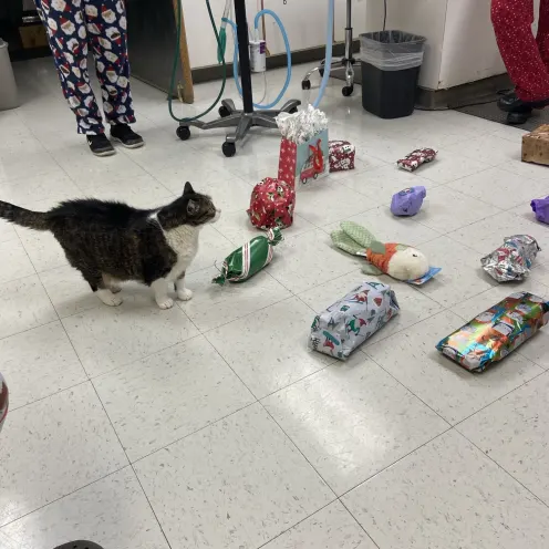 Cat with many presents laid out in front of them 