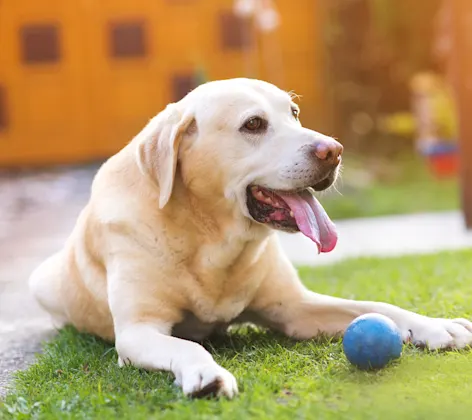 DOG PLAYING WITH BALL DOG PLAYING WITH BALL