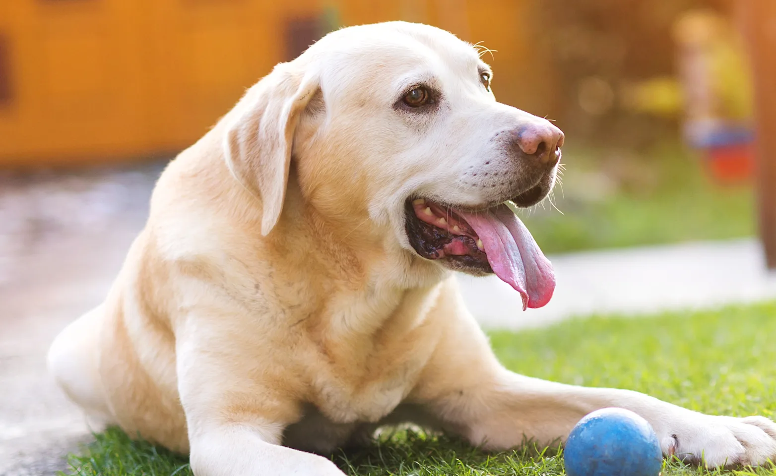 DOG PLAYING WITH BALL 