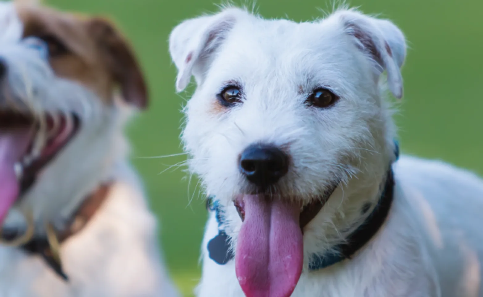 Dogs with tongues out Dogs with tongues out