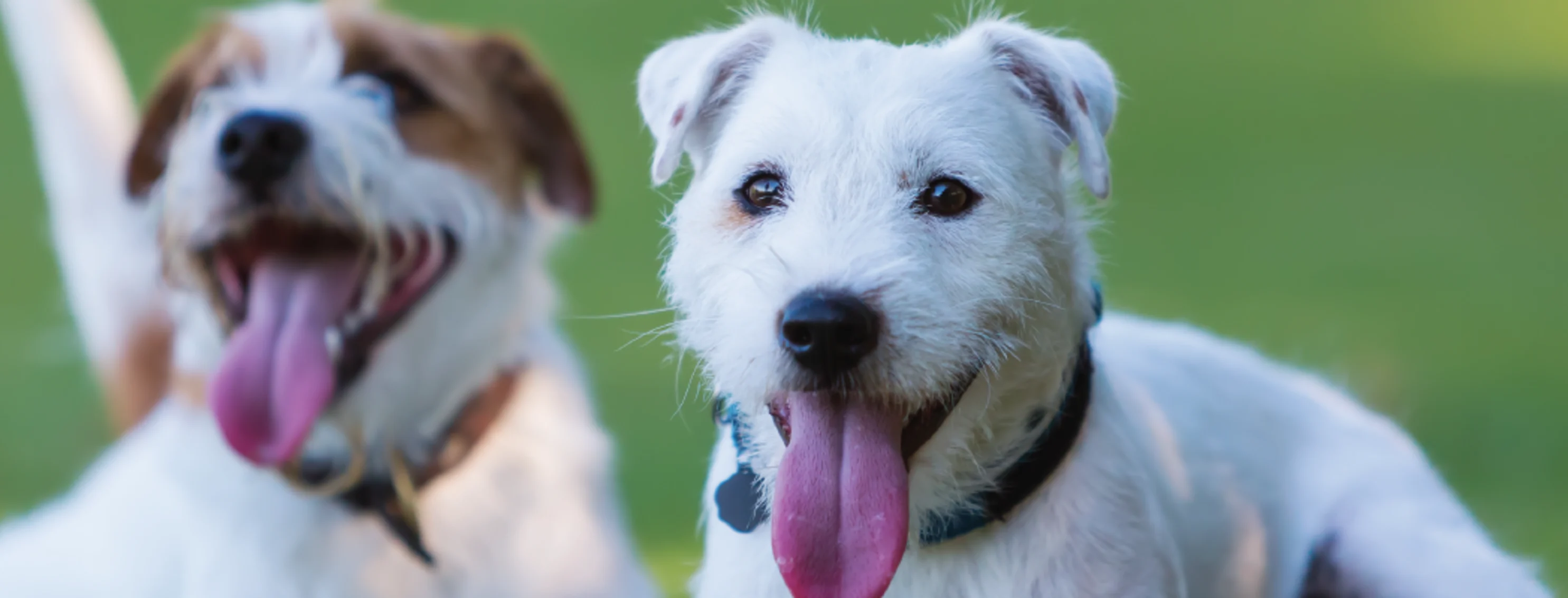 Dogs with tongues out 