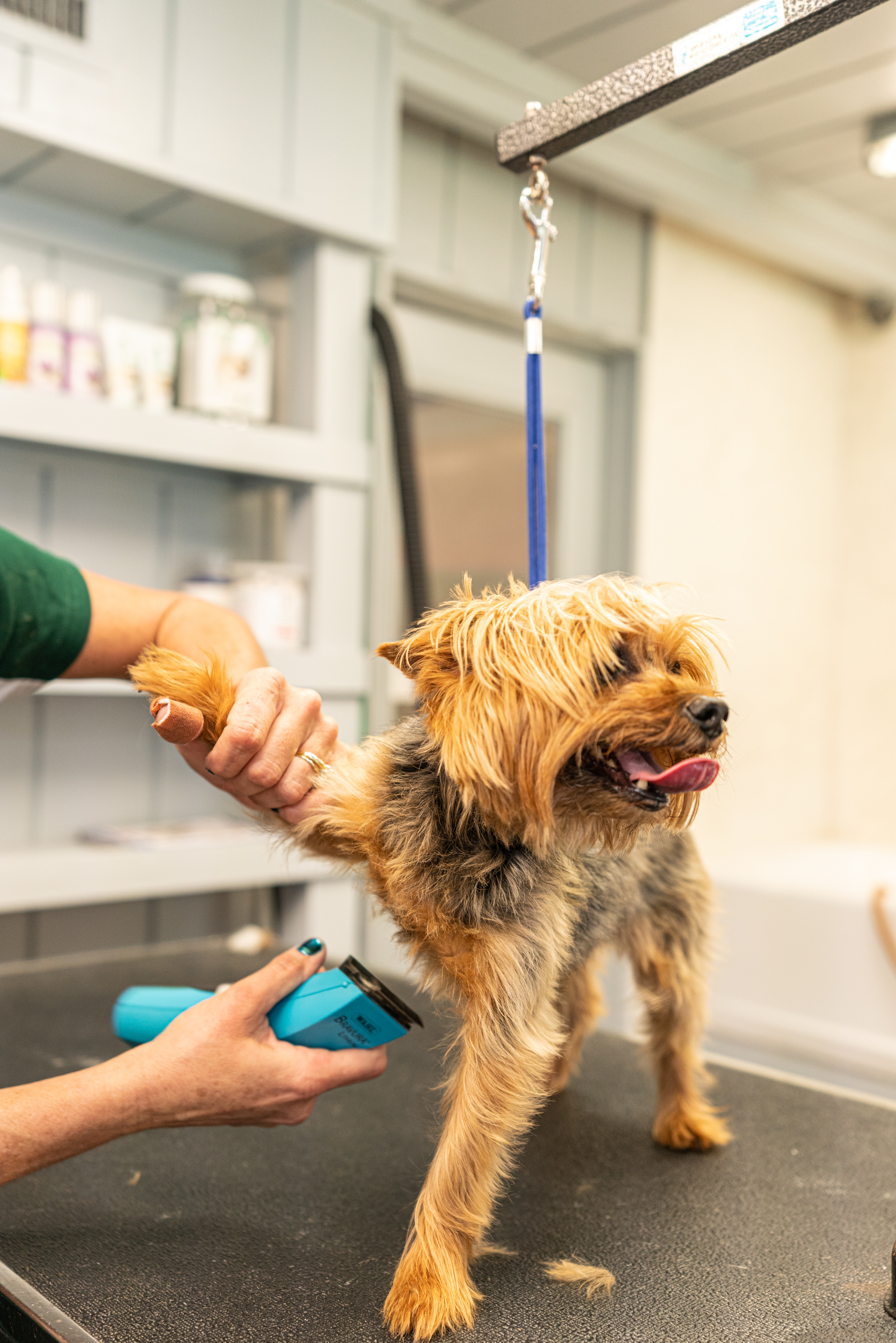 Advantage Pet Center Hair Trim