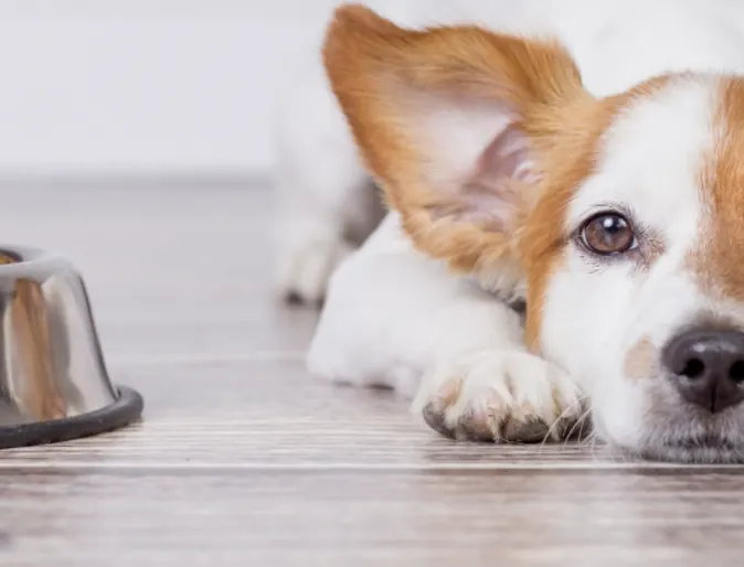 Dog food bowl Dog food bowl