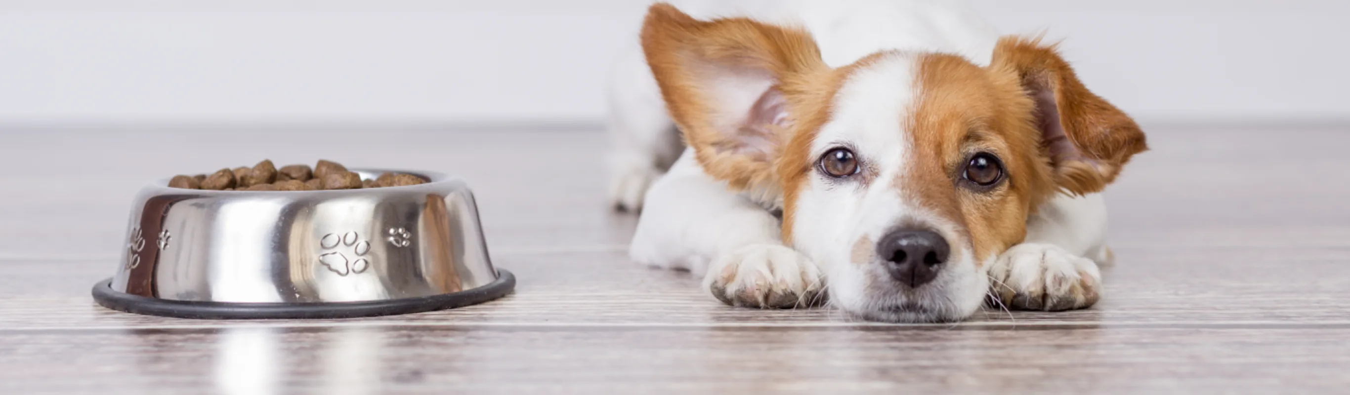Dog food bowl Dog food bowl