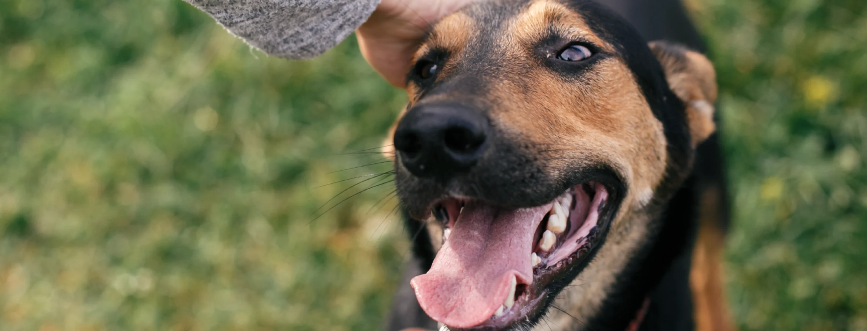 Dog with tongue out