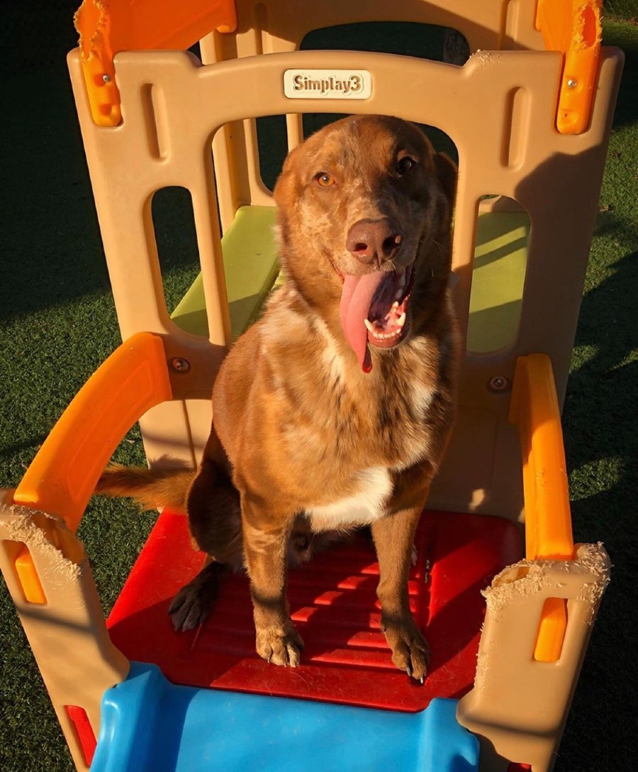  Dog sitting on play set at Hill Country Animal Hospital