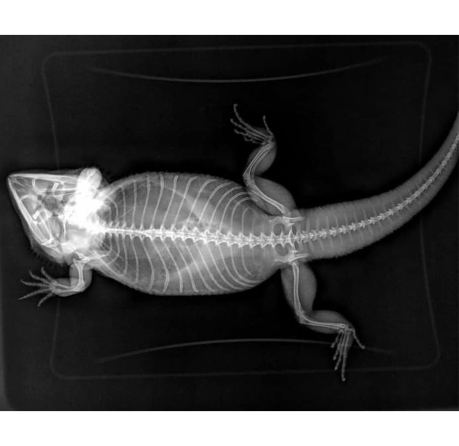 XRAY OF LIZARD