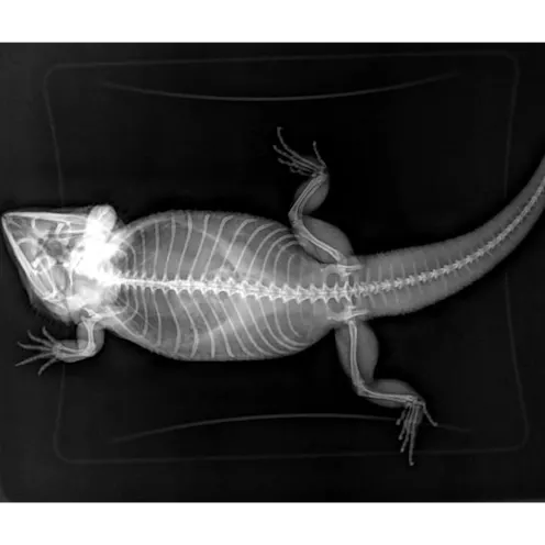 Veterinary Gallery | Animal Medical Center Tuscaloosa