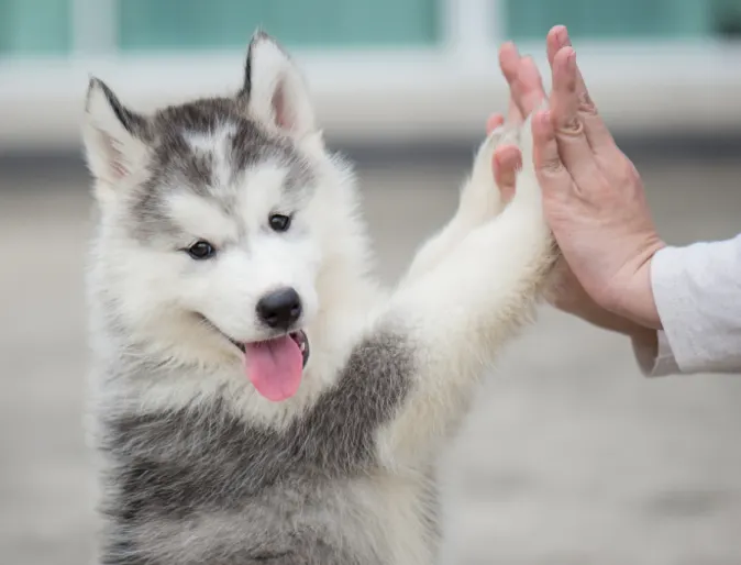 Husky (Dog) Giving Owner a High-Five