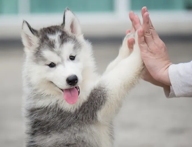 Husky (Dog) Giving Owner a High-Five