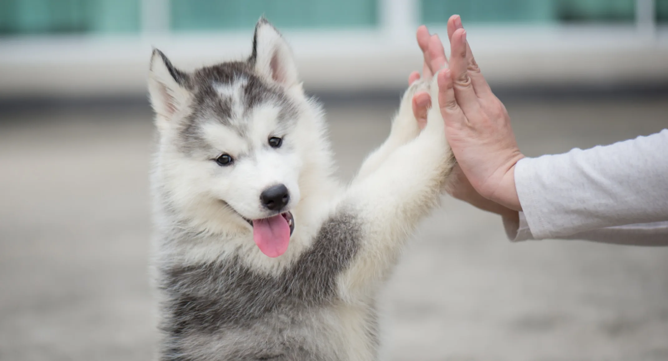 Husky (Dog) Giving Owner a High-Five