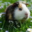 Guinea pig in the grass