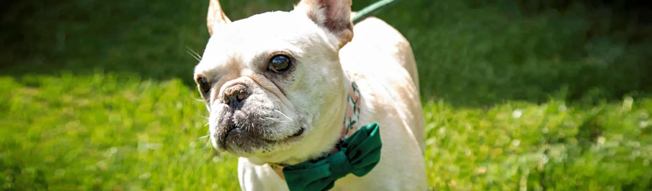 A small white dog wearing a green bowtie standing in grass