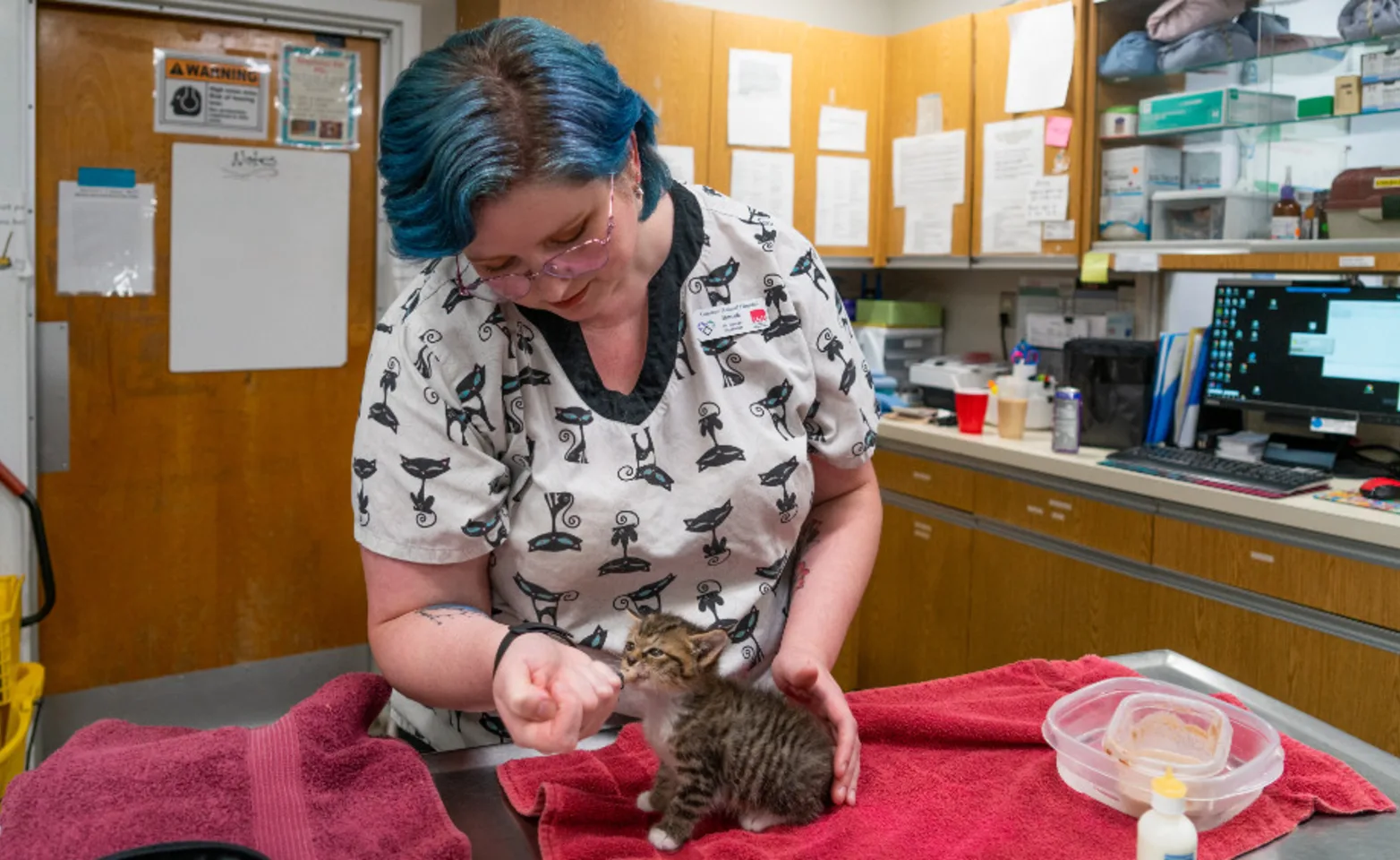 Staff Feeding a Kitten Staff Feeding a Kitten