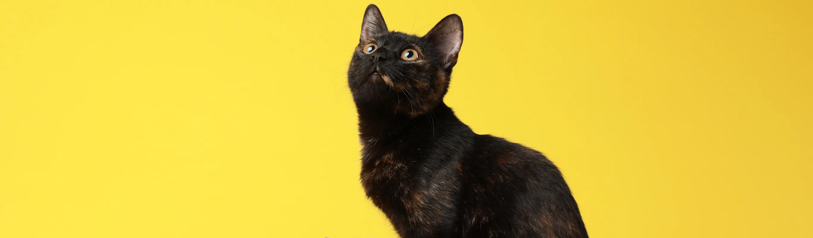 Black cat sitting in a card board box posing for a picture with a yellow backdrop Black cat sitting in a card board box posing for a picture with a yellow backdrop