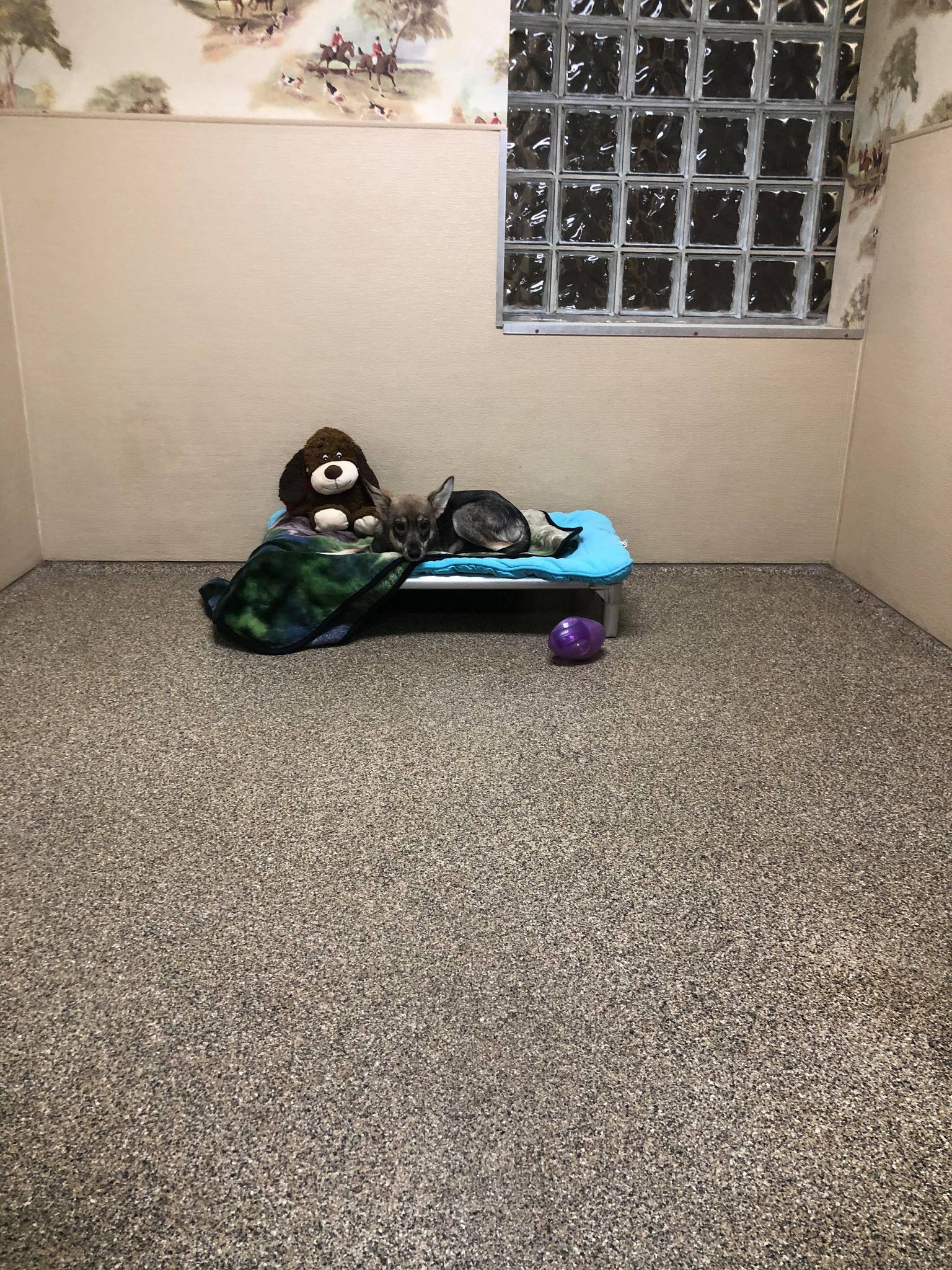 Horse N Hound 9 room with dog on bed