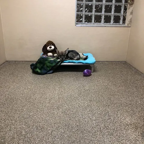 Horse N Hound 9 room with dog on bed Horse N Hound 9 room with dog on bed