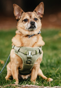 Small brown Chihuahua sitting in grass with a harness on 