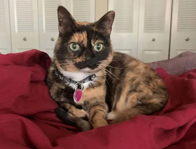 Sassy Chupacabra Sassy Chupacabra