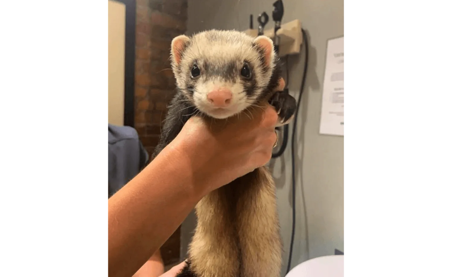 Staff member holding a ferret Staff member holding a ferret