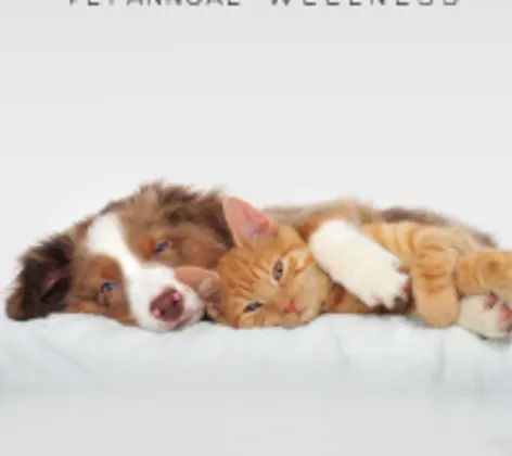 Dog and cat cuddling on white for Paw Plans