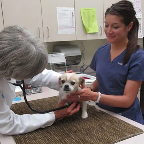 Puppy having a check-up at Care Animal Hospital Puppy having a check-up at Care Animal Hospital