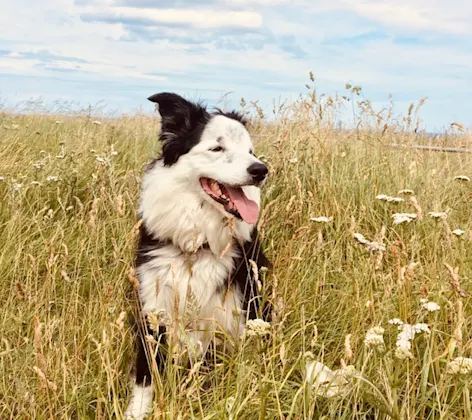 Border Collie in a field Border Collie in a field