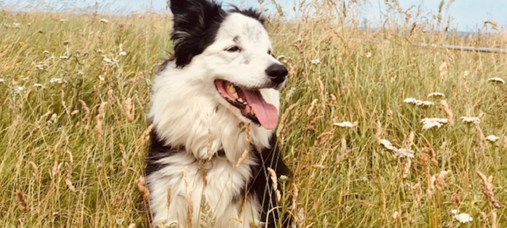 Border Collie in a field Border Collie in a field