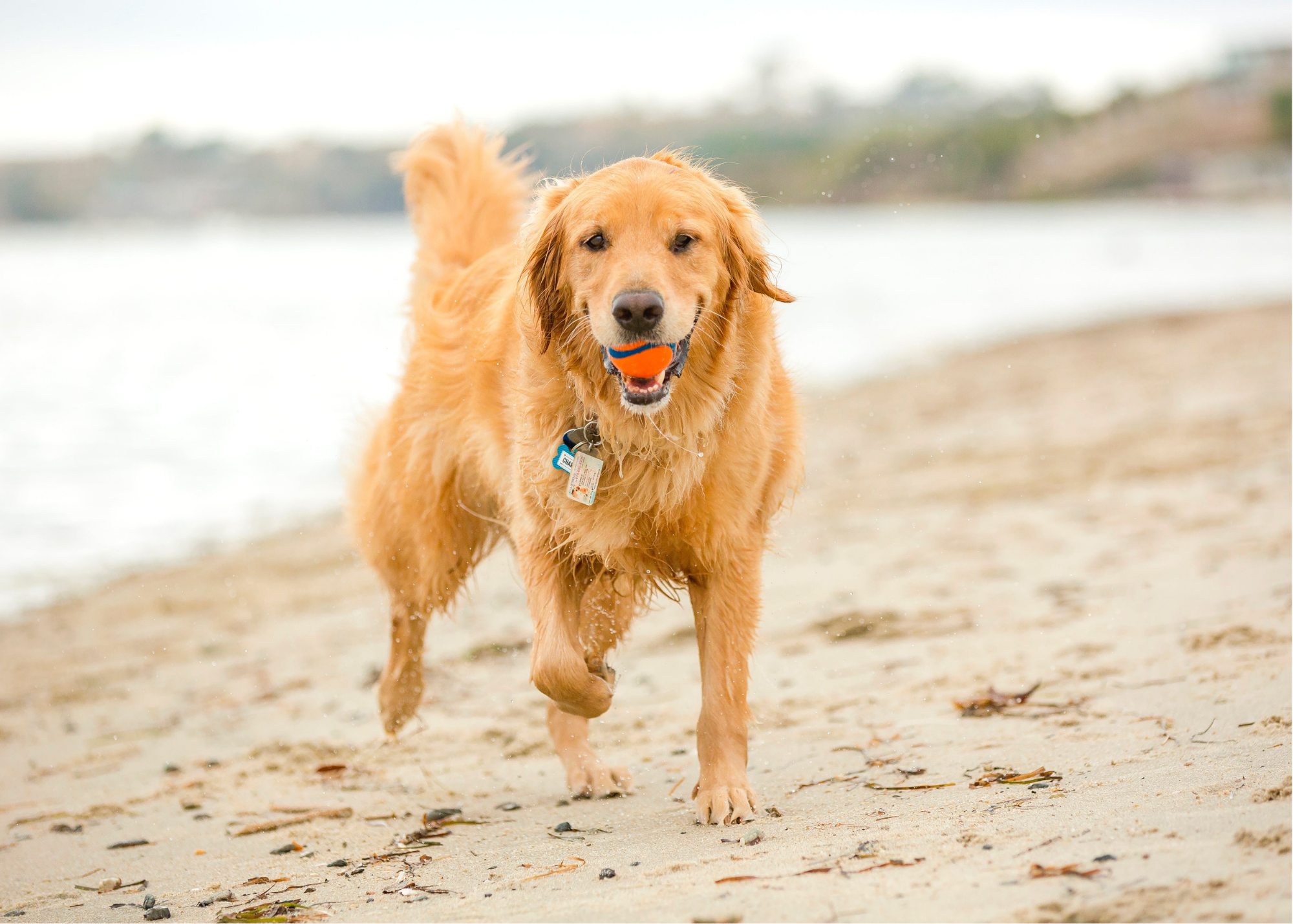 Golden Retriever on Beach