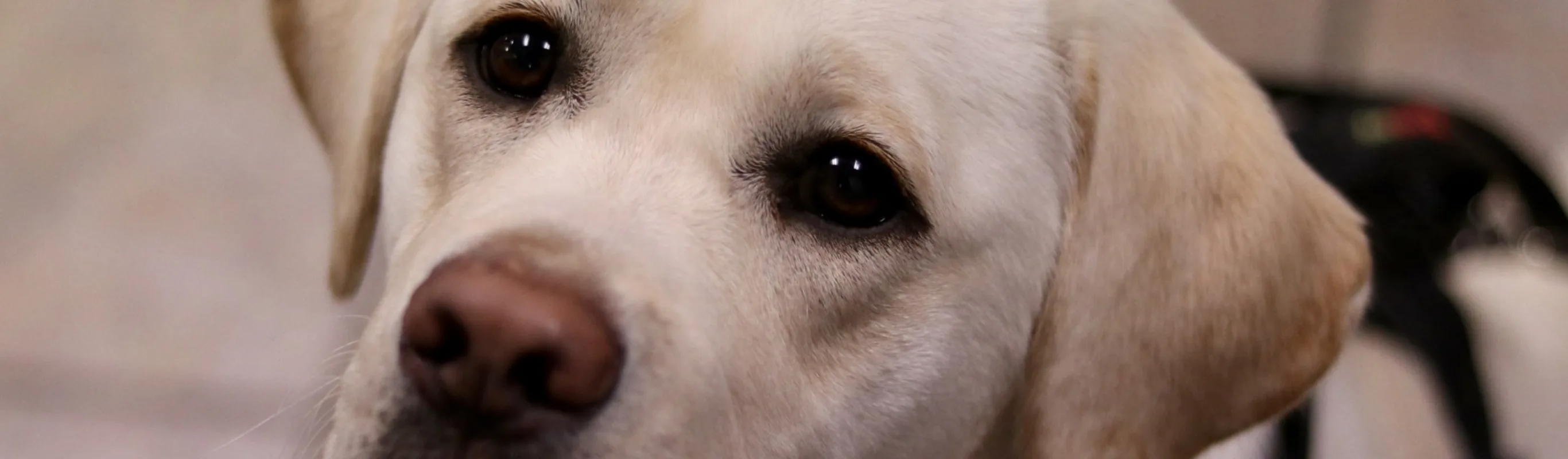 A golden labrador is looking up. A golden labrador is looking up.