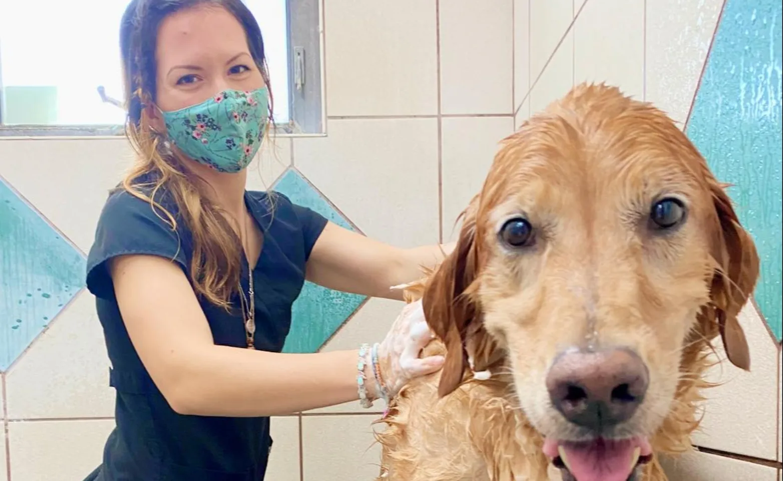 Dog being bathed and groomed at St. Johns Veterinary Hospital Dog being bathed and groomed at St. Johns Veterinary Hospital