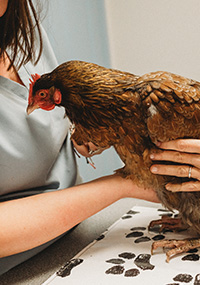 A chicken being examined
