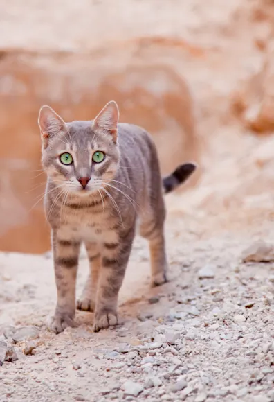 Cat Cat