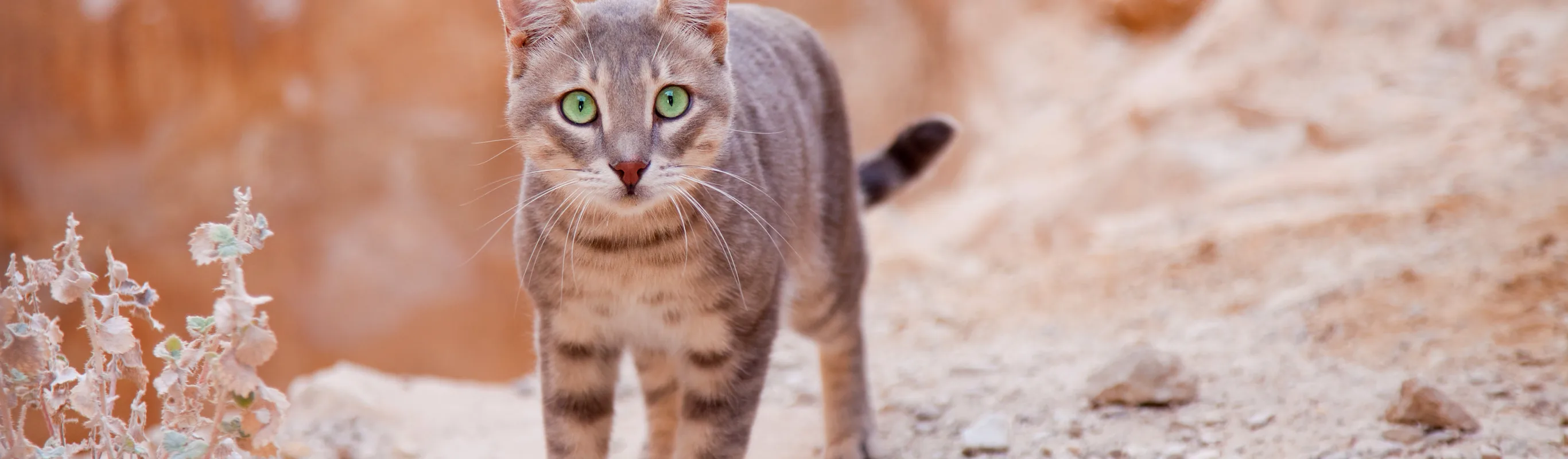 Cat Cat