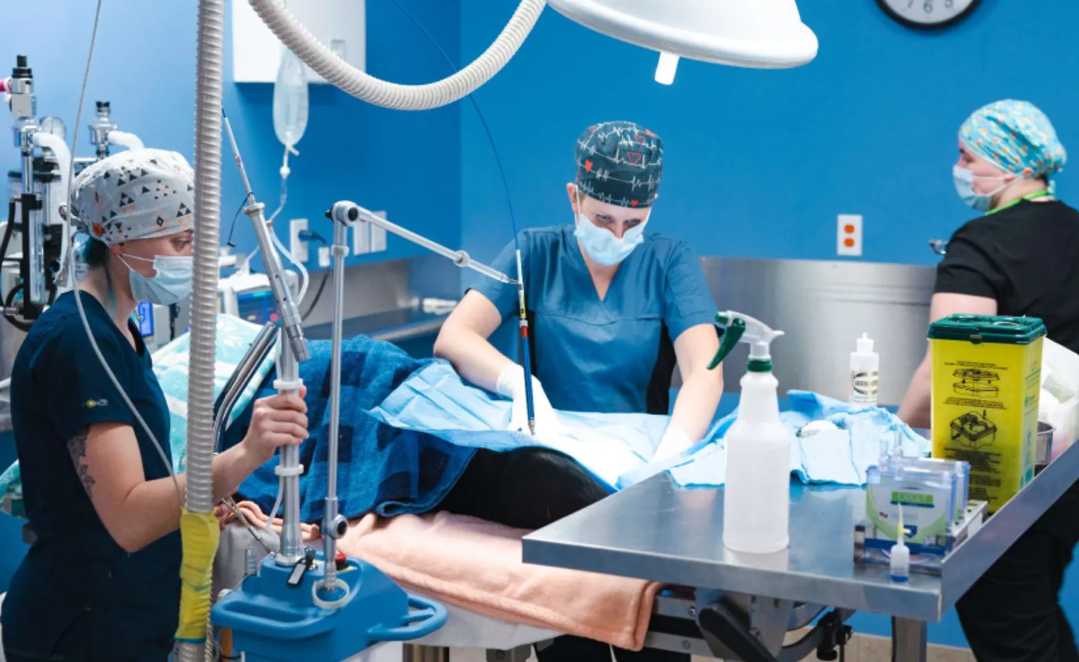 Doctors and staff conducting surgery on a pet