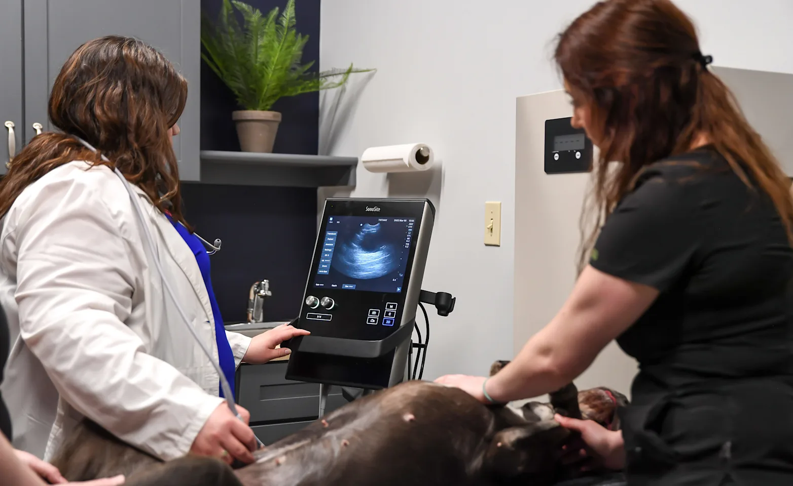 Two Vets looking at an ultrasound Two Vets looking at an ultrasound