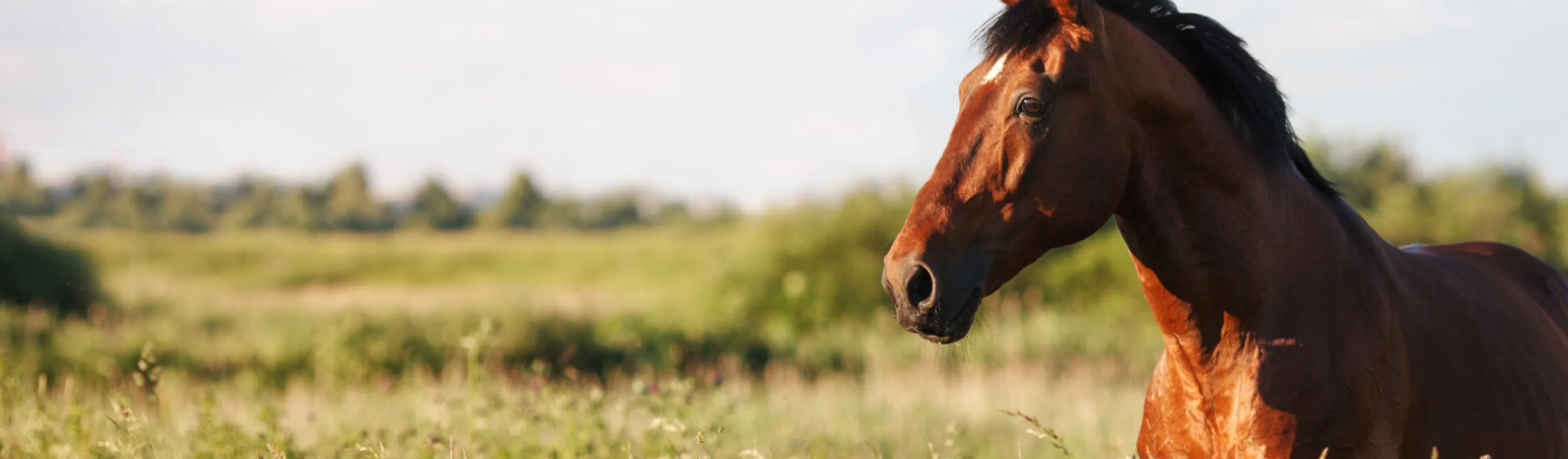 Brown horse in an open green field Brown horse in an open green field