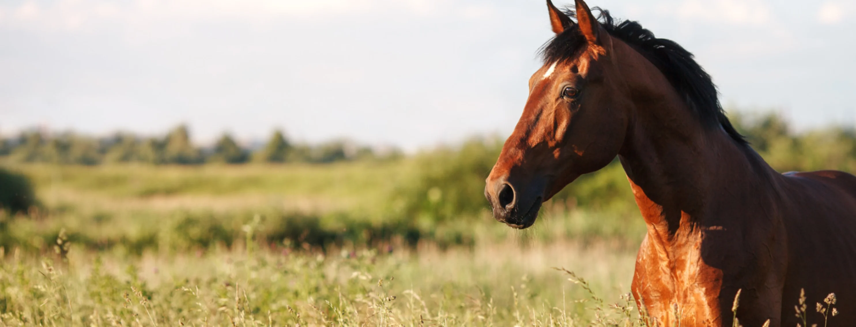 Brown horse in an open green field