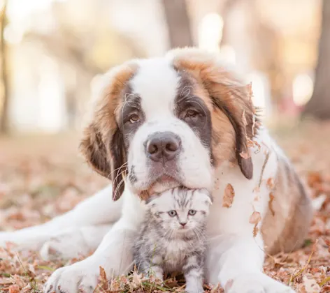Dog and kitten laying in leaves in a rural outdoor setting Dog and kitten laying in leaves in a rural outdoor setting