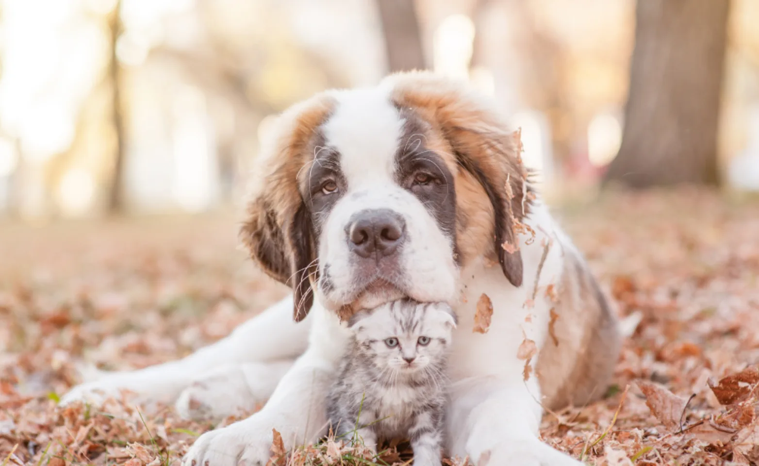 Dog and kitten laying in leaves in a rural outdoor setting
