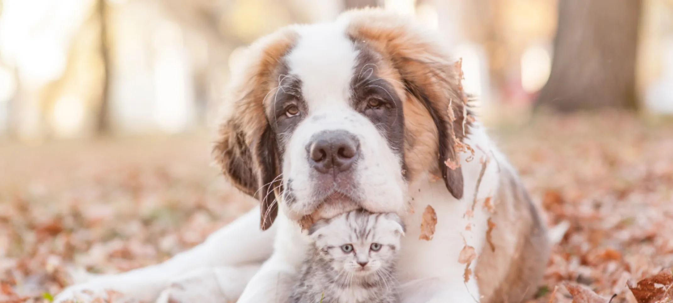 Dog and kitten laying in leaves in a rural outdoor setting Dog and kitten laying in leaves in a rural outdoor setting