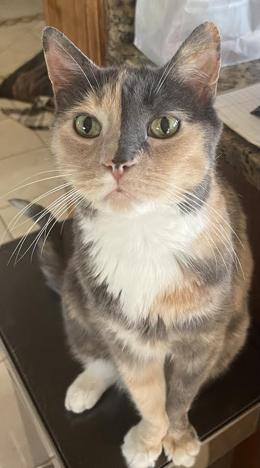 grey and beige patterned cat sitting atop a counter